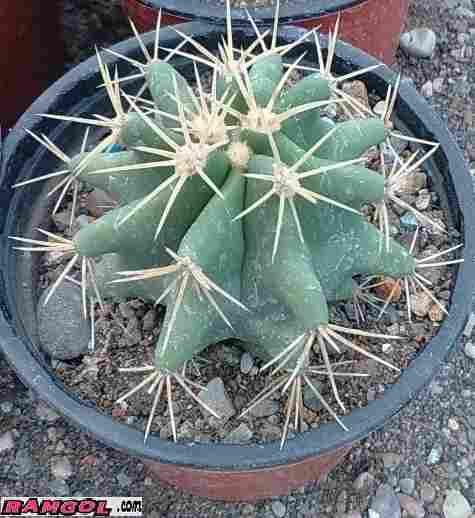 فروش کاکتوس فروکاکتوس